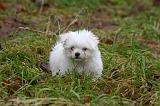 BICHON MALTAIS 148